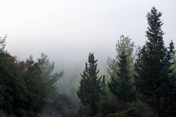 Les a stromy. Podzimní nebo zimní koncept procházky přírodou. - Fotografie, Obrázek