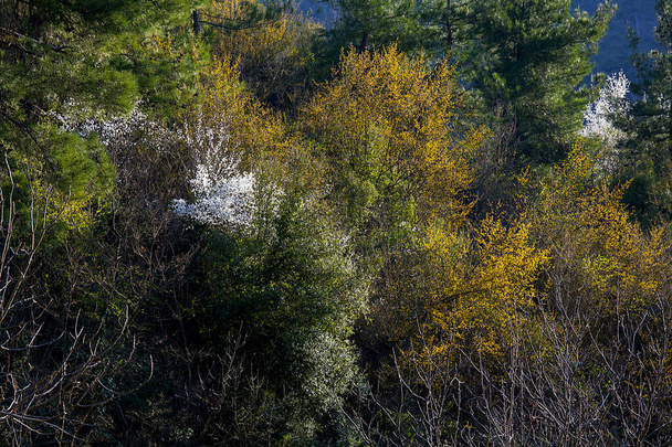 Orman ve ağaçlar. Sonbahar ya da kış doğa yürüyüşleri. - Fotoğraf, Görsel