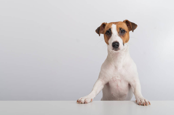 Magnífico pura raza Jack Russell Terrier perro asomándose por detrás de una pancarta sobre un fondo blanco. Copiar espacio - Foto, Imagen