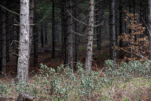 Wald und Bäume. Herbst- oder Winterkonzept Naturspaziergänge. - Foto, Bild