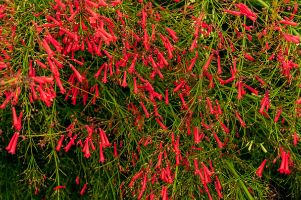 Gros plan d'une belle plante russelia equisetiformis avec ses fleurs caractéristiques. Remarquez l'incroyable couleur rouge des pétales. - Photo, image