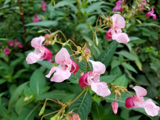Kwitnący balsam himalajski (Impatiens glandulifera) - Zdjęcie, obraz