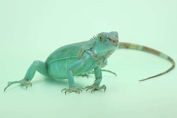 Sininen iguaani (Iguana iguana) elegantilla asennolla. - Valokuva, kuva