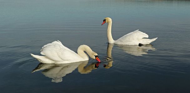 Два лебедя
. - Фото, изображение