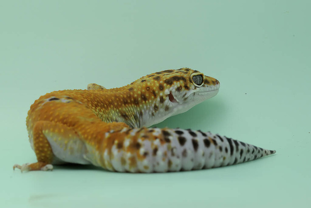 Un geco de leopardo (Eublepharis macularius) está posando en un estilo distintivo. - Foto, imagen