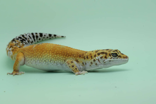 Egy leopárd gekkó (Eublepharis macularius) jellegzetes stílusban pózol. - Fotó, kép