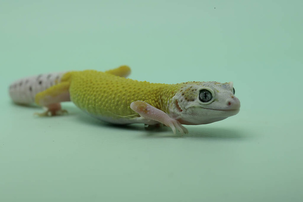Un gecko léopard (Eublepharis macularius) pose dans un style distinctif. - Photo, image