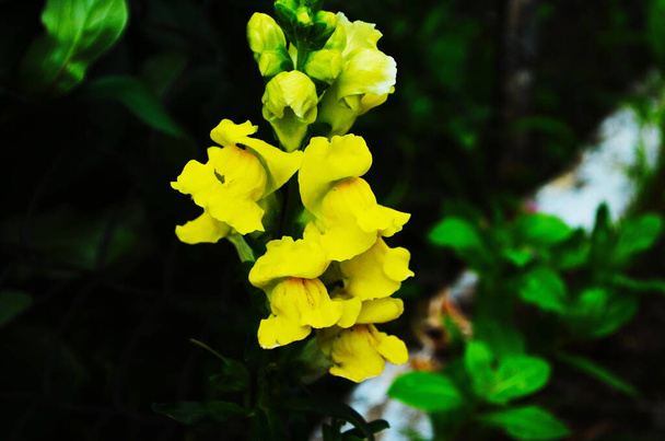 Háttér Világos sárga virág Antirrhinum majus növény a kertben - Fotó, kép