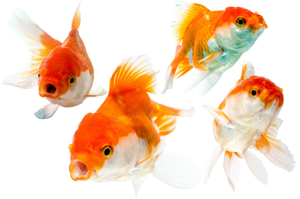Colección de peces de colores aislados en blanco
 - Foto, Imagen
