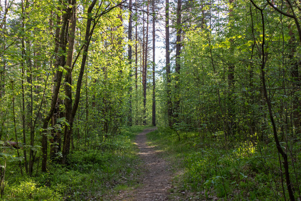 a beautiful path in the spring forest. trees with light green leaves - Valokuva, kuva