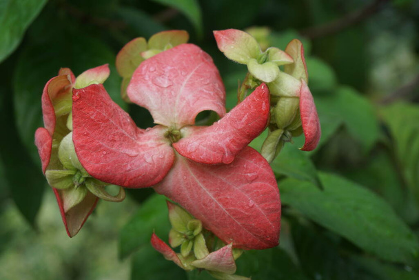 Mussaenda pubescens con uno sfondo naturale. Chiamato anche Nusa Indah, sangue Ashanti, corniolo tropicale - Foto, immagini