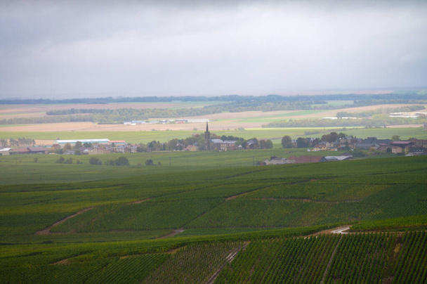Tájkép zöld nagy cru szőlőültetvények közelében Epernay, régió Champagne, Franciaország őszi esős napon. Fehér chardonnay borszőlő termesztése a Cote des Blancs krétás talaján. - Fotó, kép
