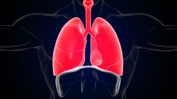 Людські легені дихають рухом натхнення та експірації функції діафрагми 3D анімації
 - Кадри, відео