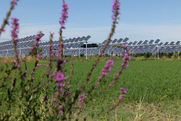 Agrivoltaïque ou agrophotovoltaïque co-développe la même superficie de terre pour l'énergie solaire photovoltaïque ainsi que pour l'agriculture. - Photo, image