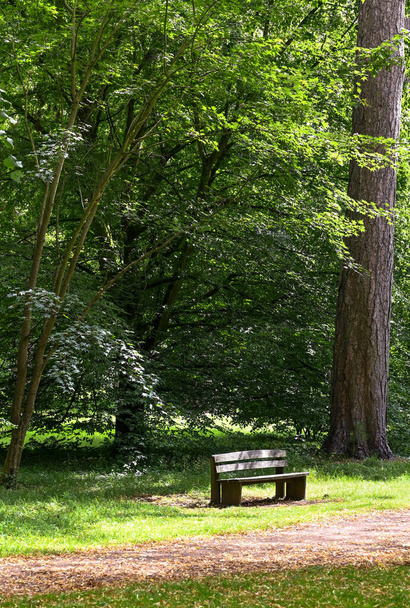 One wooden bench on short grass in a woodland setting. Нет людей. - Фото, изображение