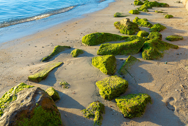 Large stones overgrown with green algae on a sandy beach near the ocean. The nature of the tropics - Fotoğraf, Görsel