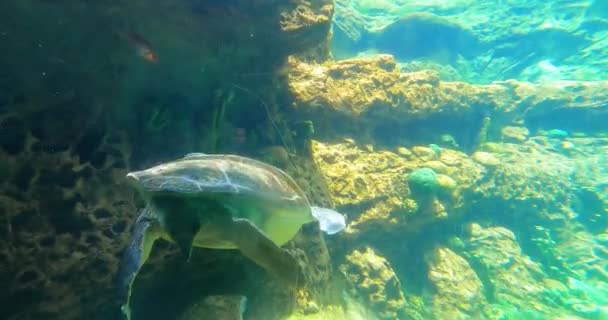 Orlando, Florida. 25 de agosto de 2021.Acuario de Turtletrek en Seaworld (2) - Metraje, vídeo