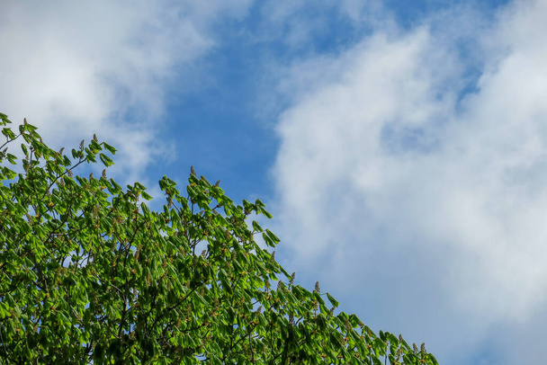 Блакитне небо і сірі хмари в гарну погоду на тлі дерев у лісі
 - Фото, зображення