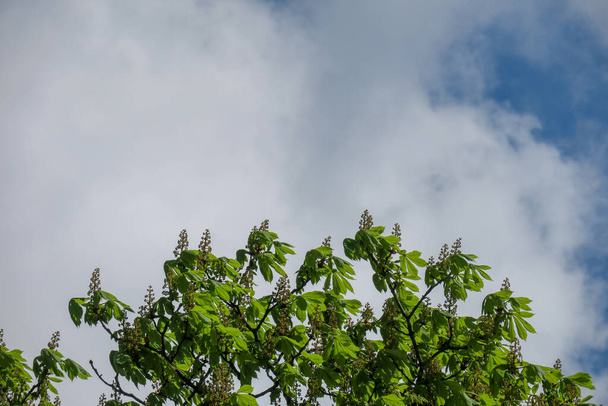 Blauer Himmel und graue Wolken bei schönem Wetter vor einem Hintergrund von Bäumen im Wald - Foto, Bild