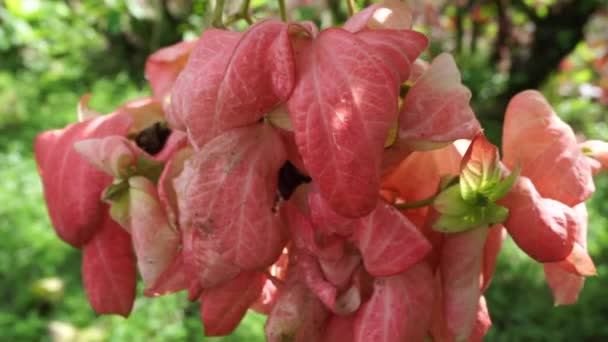 Mussaenda pubescens mit einem natürlichen Hintergrund. Auch Nusa Indah, Ashanti-Blut, tropischer Hartriegel genannt - Filmmaterial, Video