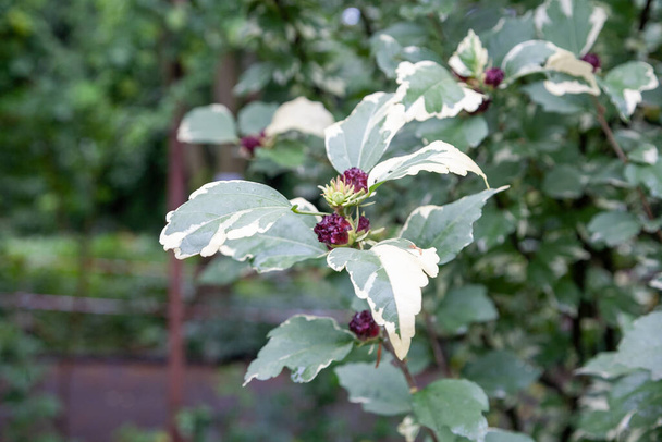 Hibiscus syriacus is a species of flowering plant in the mallow family, Malvaceae - Photo, Image