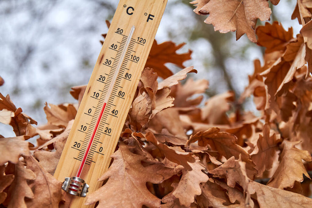 Nahaufnahme eines Haushaltsalkoholthermometers in Ahornblättern, das die Temperatur in Grad Celsius anzeigt. Draußen. Nahaufnahme, selektiver Fokus - Foto, Bild