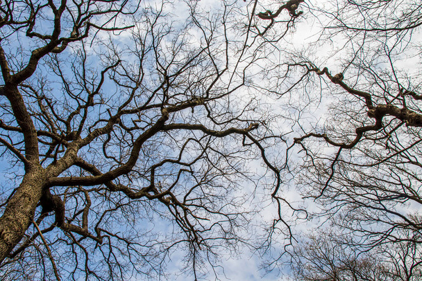 Саттон Парк Вест Мідлендс Англія. Дерева проти неба. - Фото, зображення