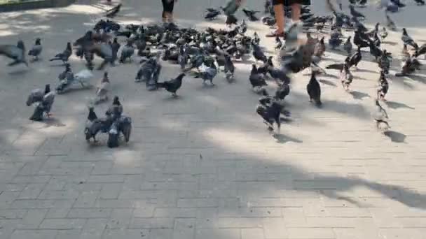 Ludzie karmią gołębie na ulicy. - Materiał filmowy, wideo