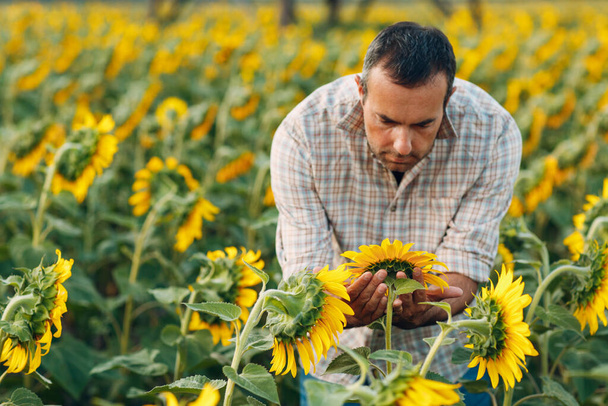 Homem agricultor examinando colheita em um campo de girassol
. - Foto, Imagem