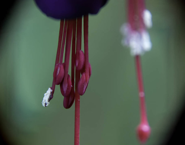 Zbliżenie Fuschia kwiat w ogrodzie w Anglii - Zdjęcie, obraz