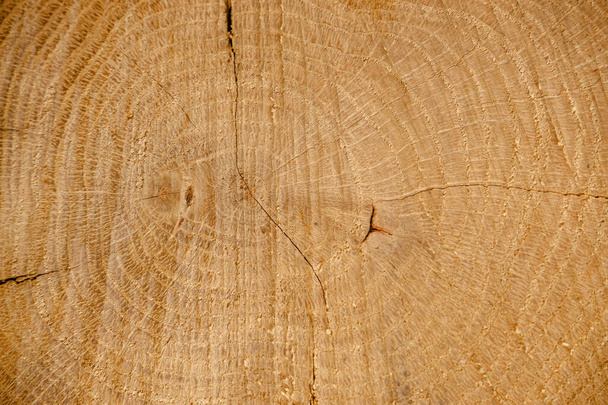wood background. Oak cut. Tree rings. Close-up cut of an oak log. - Foto, Imagen