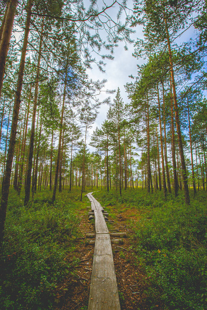 A narrow forest path with wooden duckboards - Fotoğraf, Görsel