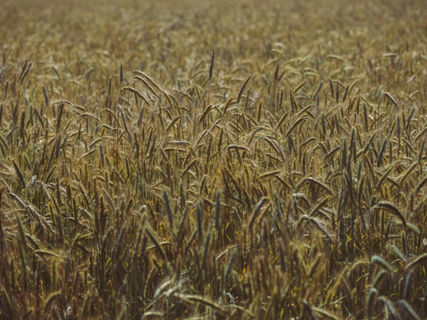 campo de trigo en verano hokkaido - Foto, imagen