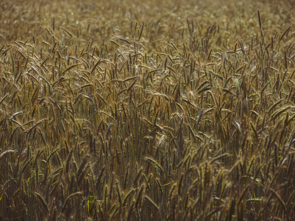 campo de trigo en verano hokkaido - Foto, imagen