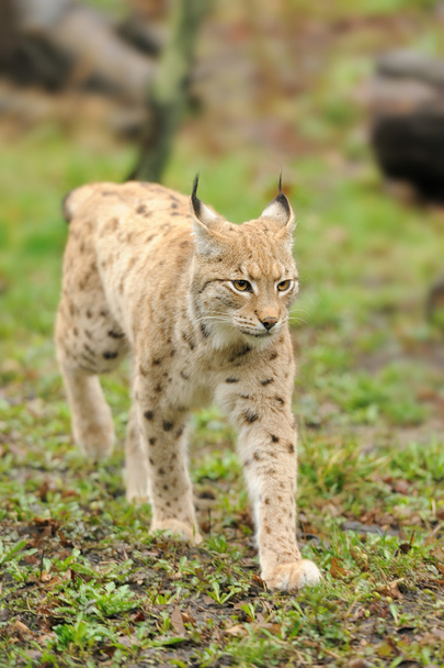 Young lynx - Photo, Image