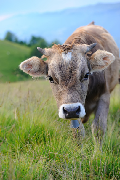 Vaca en la naturaleza
 - Foto, imagen