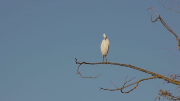 A Little Egret vagy Egretta garzetta, kis fehér gém a fán - Felvétel, videó