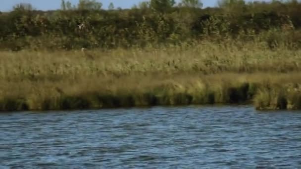 Kilátás Mallards a lagúnában Marano, Természetvédelmi terület Valle csatorna Novo - Felvétel, videó