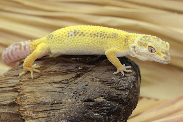 Ein Leopard-Gecko sonnt sich auf einem morschen Baumstamm. Reptilien mit attraktiven Farben tragen den wissenschaftlichen Namen Eublepharis macularius.  - Foto, Bild