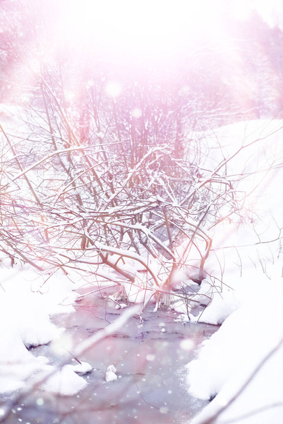 Χειμερινό δάσος τοπίο. Ψηλά δέντρα κάτω από το χιόνι. Ιανουάριος παγωμένη μέρα στο πάρκο. - Φωτογραφία, εικόνα