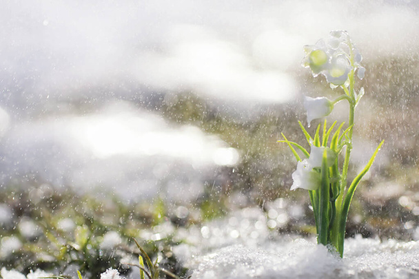 De eerste lentebloemen. Sneeuwklokjes in het bos groeien uit sneeuw. Witte lelie van de dalbloem onder de eerste stralen van de lentezon. - Foto, afbeelding