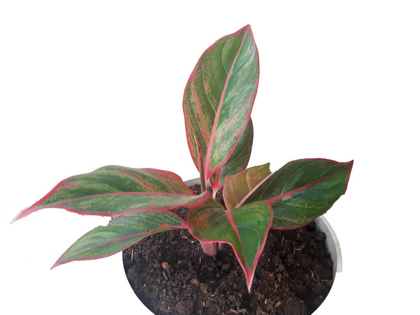 aglonema fond blanc. Feuilles d'Aglonema kochin, sri rejeki ou plante à feuilles persistantes chinoise, isolées sur fond blanc  - Photo, image