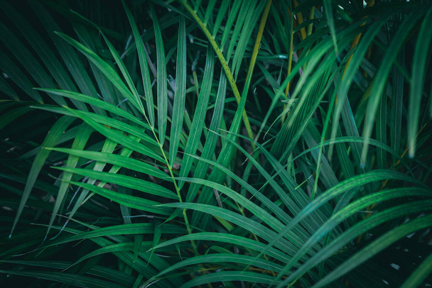 A closeup shot of dark green herbs growing in a forest - Fotó, kép