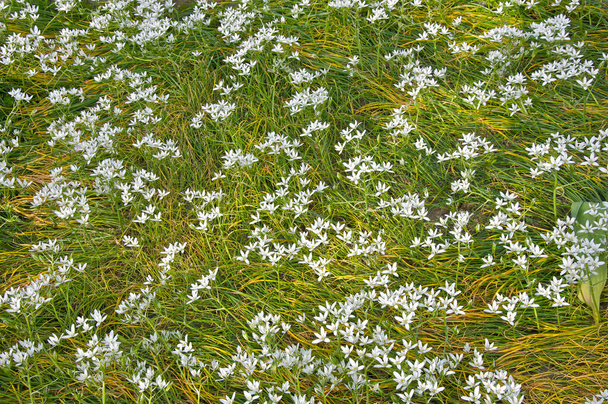 Scenics - luonne luonnonvaraisten kukkien keväällä - Valokuva, kuva