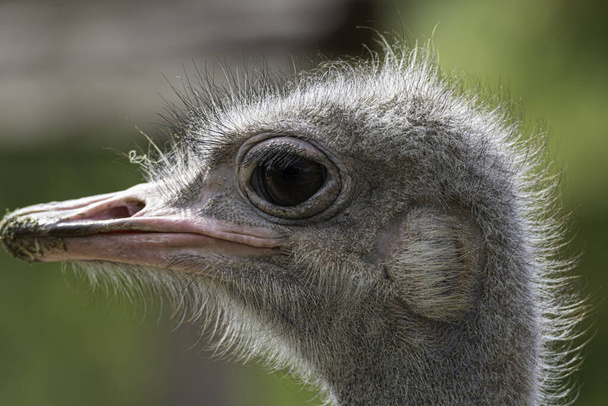 The portrait of an ostrich outdoors during daylight - Foto, immagini
