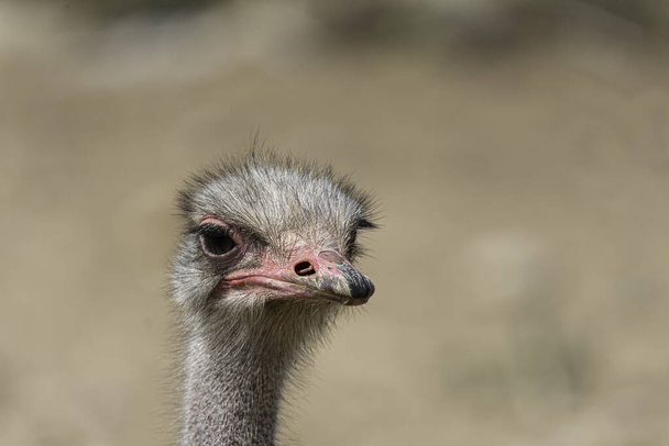The portrait of an ostrich outdoors during daylight - Φωτογραφία, εικόνα