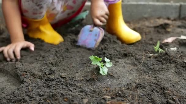 Großaufnahme eines Kindes, das von Hand einen Sämling im Hinterhof pflanzt. Kind baut Gemüse im Nutzgarten an. - Filmmaterial, Video