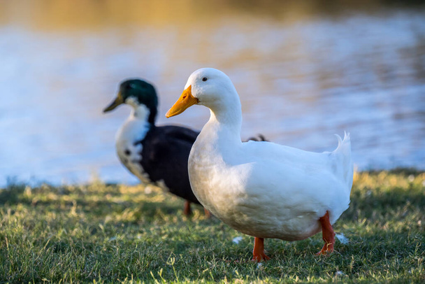 Different breed of ducks in Yuma, Arizona - 写真・画像