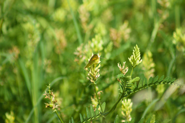 Schmetterling auf Kichererbsenmilch Wicken bereit zur Blüte Nahaufnahme - Foto, Bild