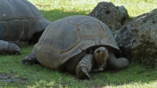 La tartaruga gigante dell'Aldabra (Aldabrachelys gigantea) sull'isola di Curieuse (sede di un programma di conservazione della tartaruga selvatica di successo) dell'isola di Praslin nelle Seychelles - Filmati, video